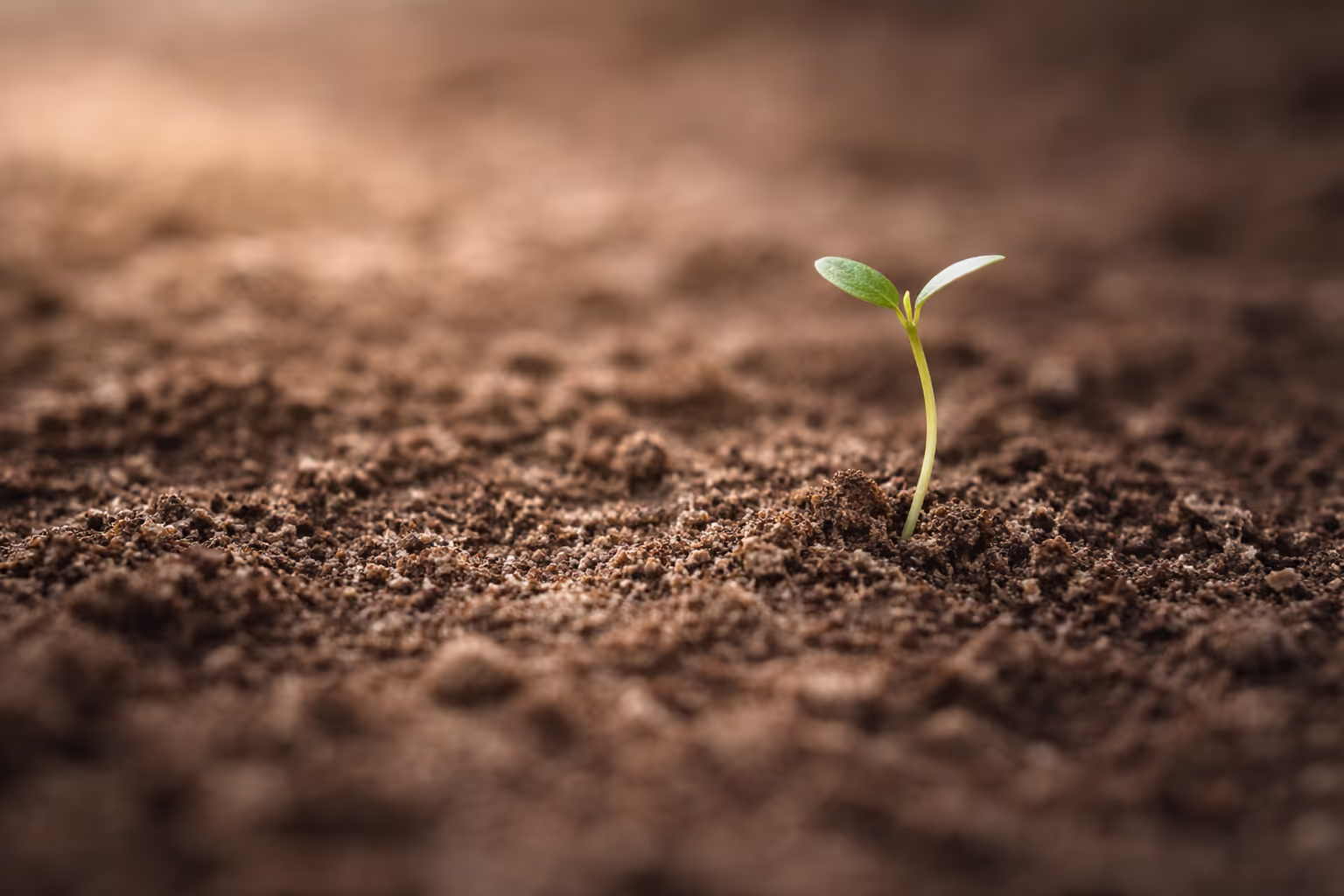 A close-up of bare earth with a single thin plant stem emerging from the soil, lit by soft diffused light from the side, shallow depth of field, neutral tones.