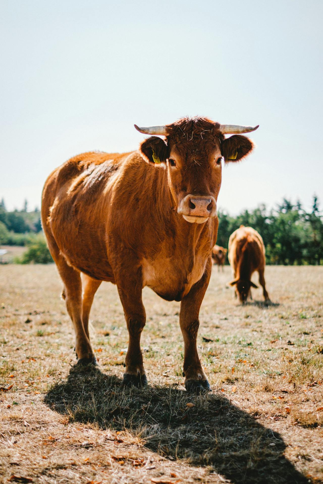 photo of a cow