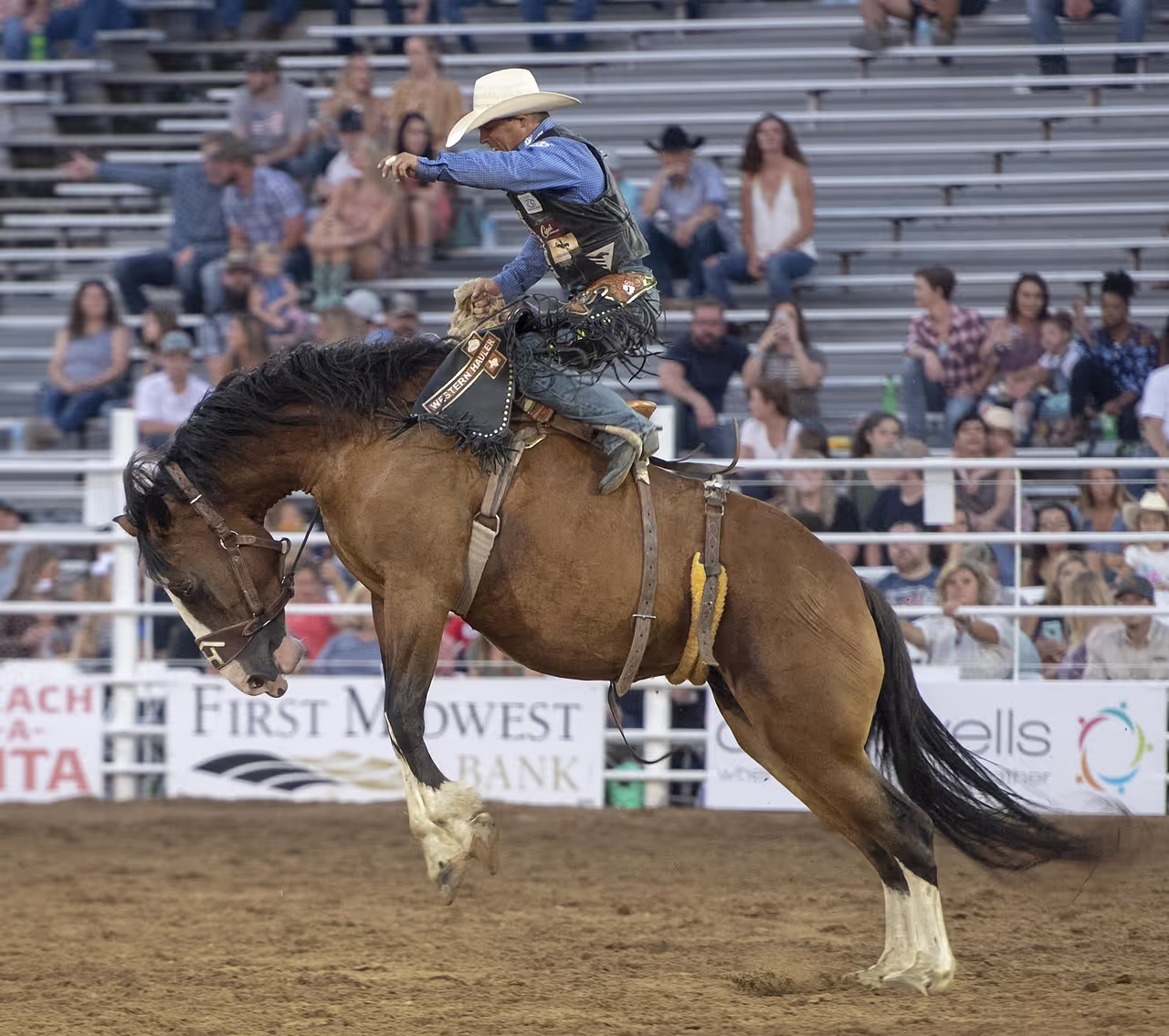 Cowboy riding a bucking bronco at a rodeo event