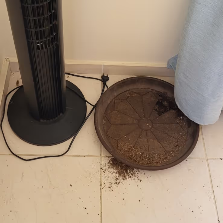 A mess at the Kefalonia house sit