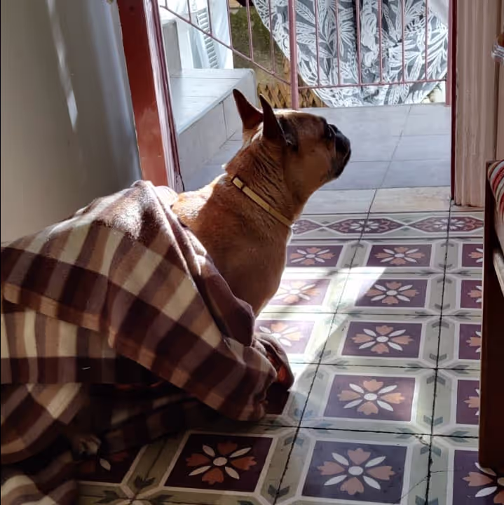 French Bulldog in a blanket - pet boarding vs house sitting
