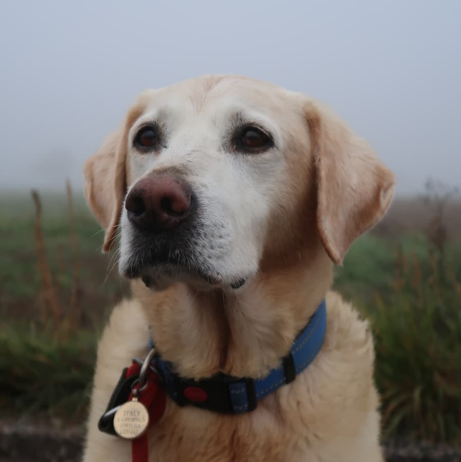 Labrador profile picture - pet boarding vs house sitting
