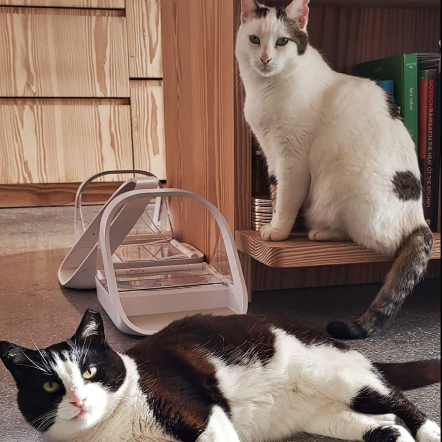 house sitting Switzerland while looking after cats