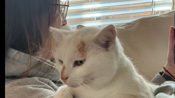 Caro looking after a cat at a Swiss house sit