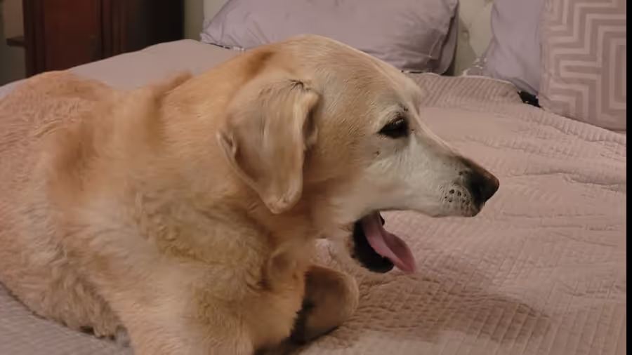 Labrador Yawning in bed