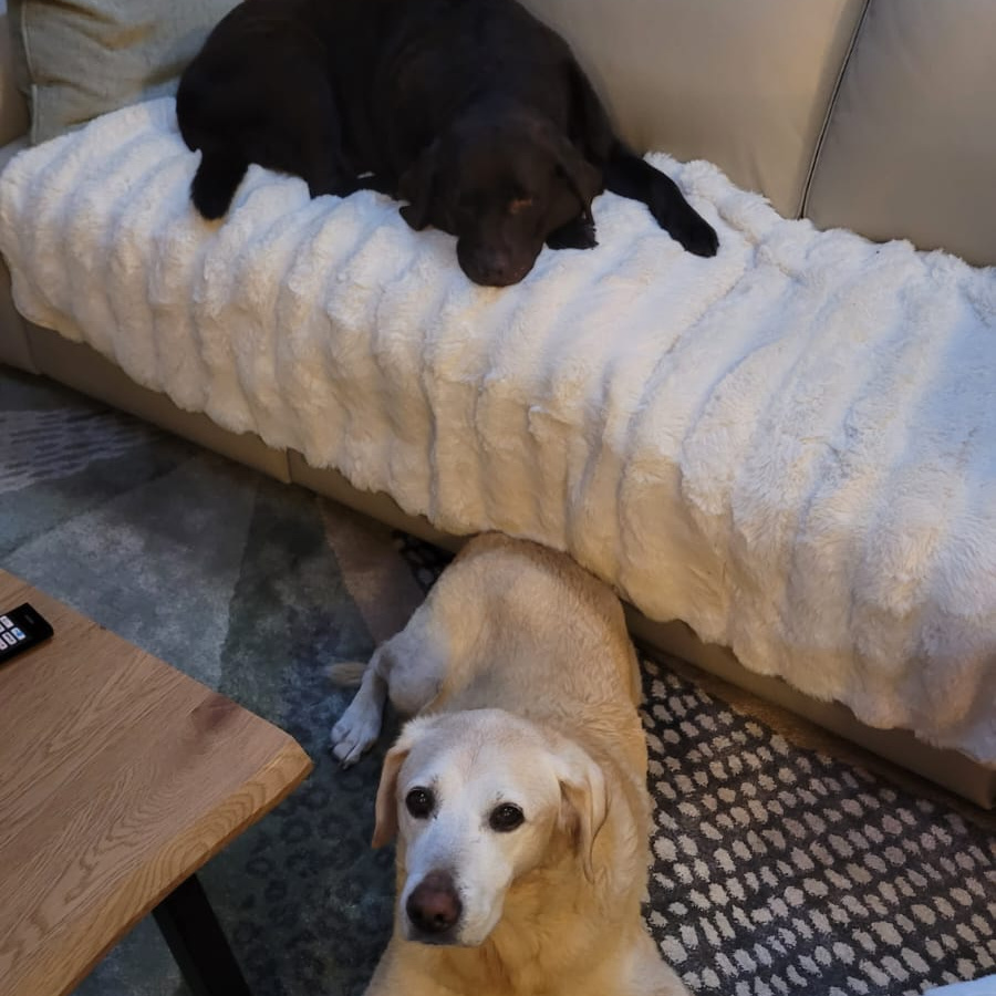 Chocolate Labrador and Elderly Labrador during a house sit