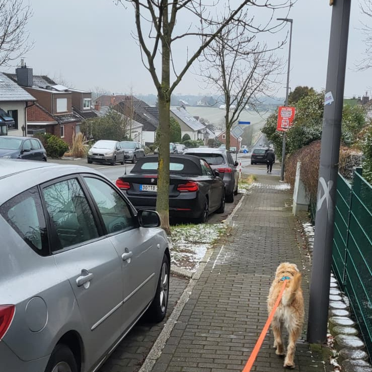 Walking a dog in Bochum Walking a dog in Bochum