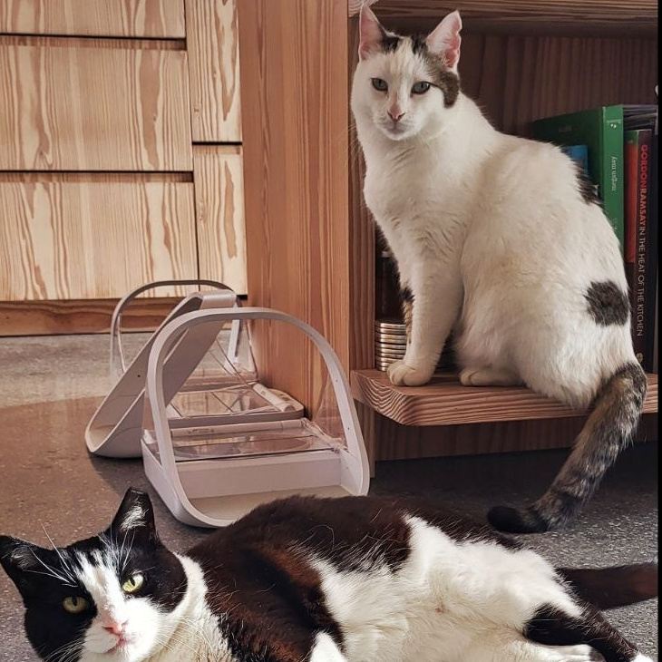 Looking after cats in Switzerland