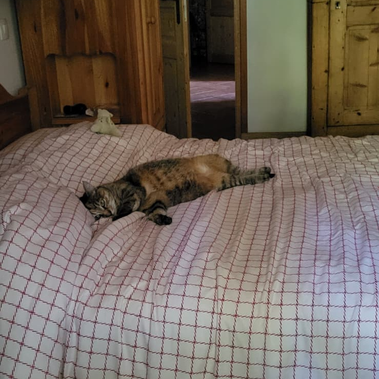 Cat sleeping in a bed at our house sit in France