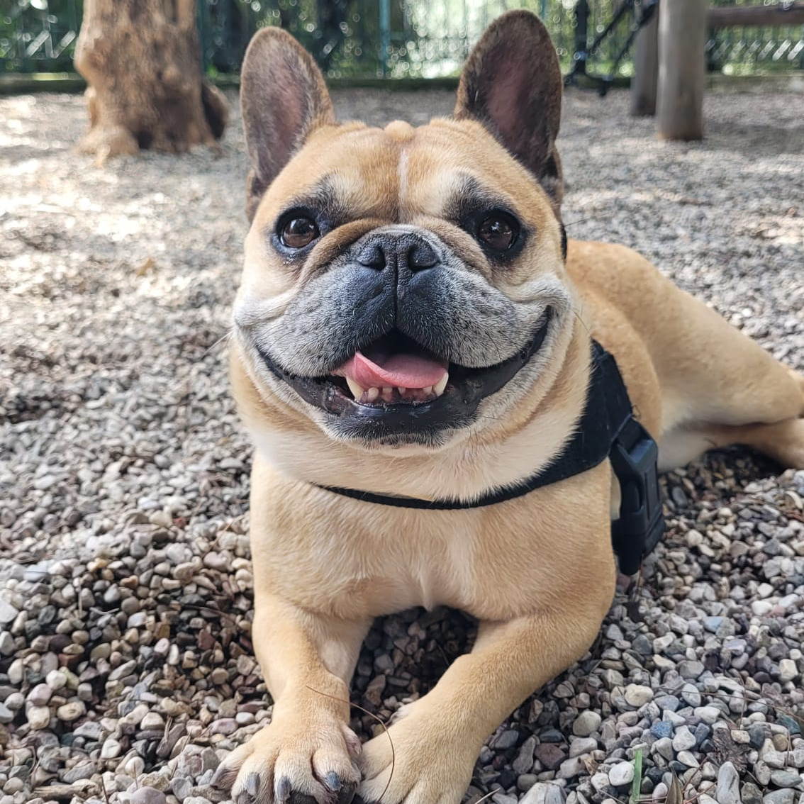 French Bulldog at the Athens House Sit