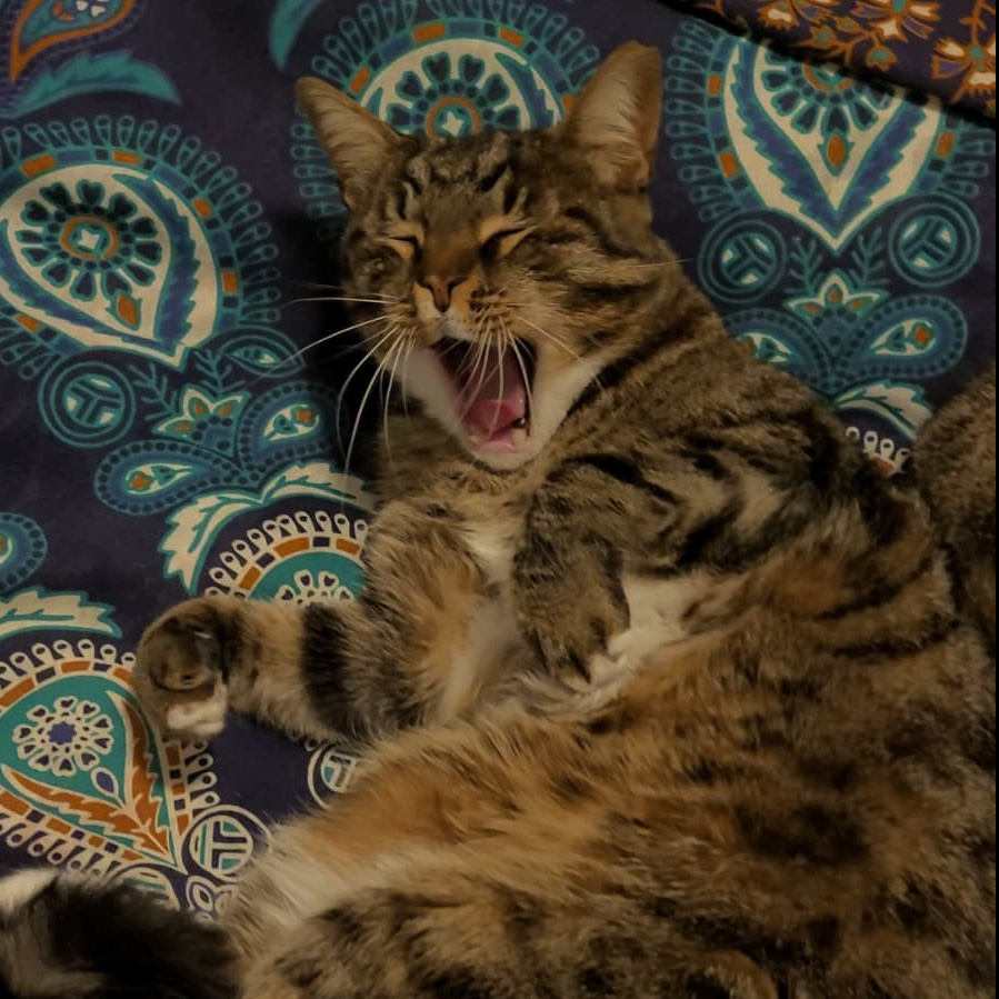 Cat Yawning in a blanket at our housesit in France