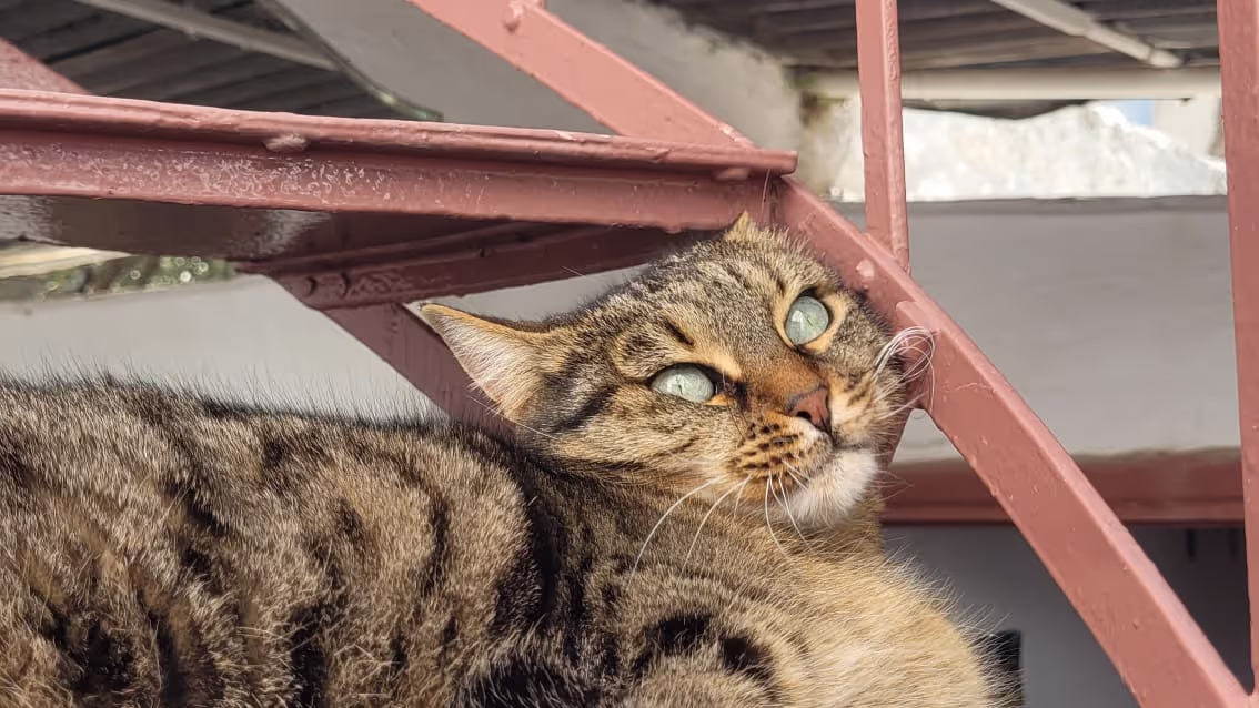 House sitting a cat in Athens