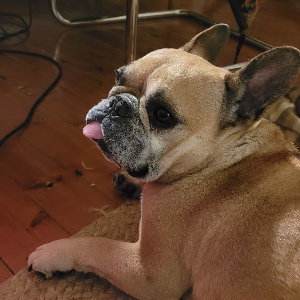 House sitting in Athens