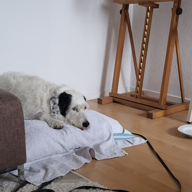 Looking after a dog in Bochum