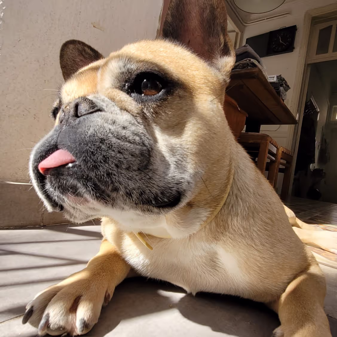 Looking after a French Bulldog during a house sit Athens Greece