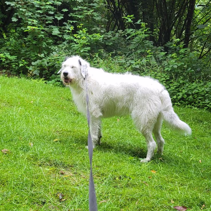 Taking a dog for a walk in Bochum Germany