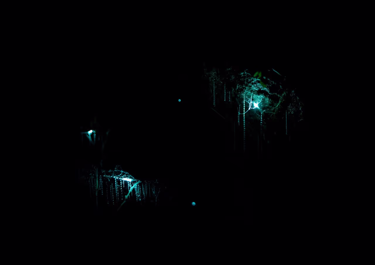 Glow worms in New Zealand Caves Glow worms in New Zealand Caves