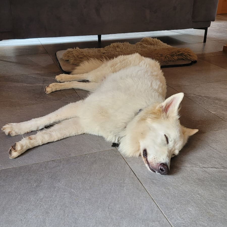 Dog laying on a tiled floor