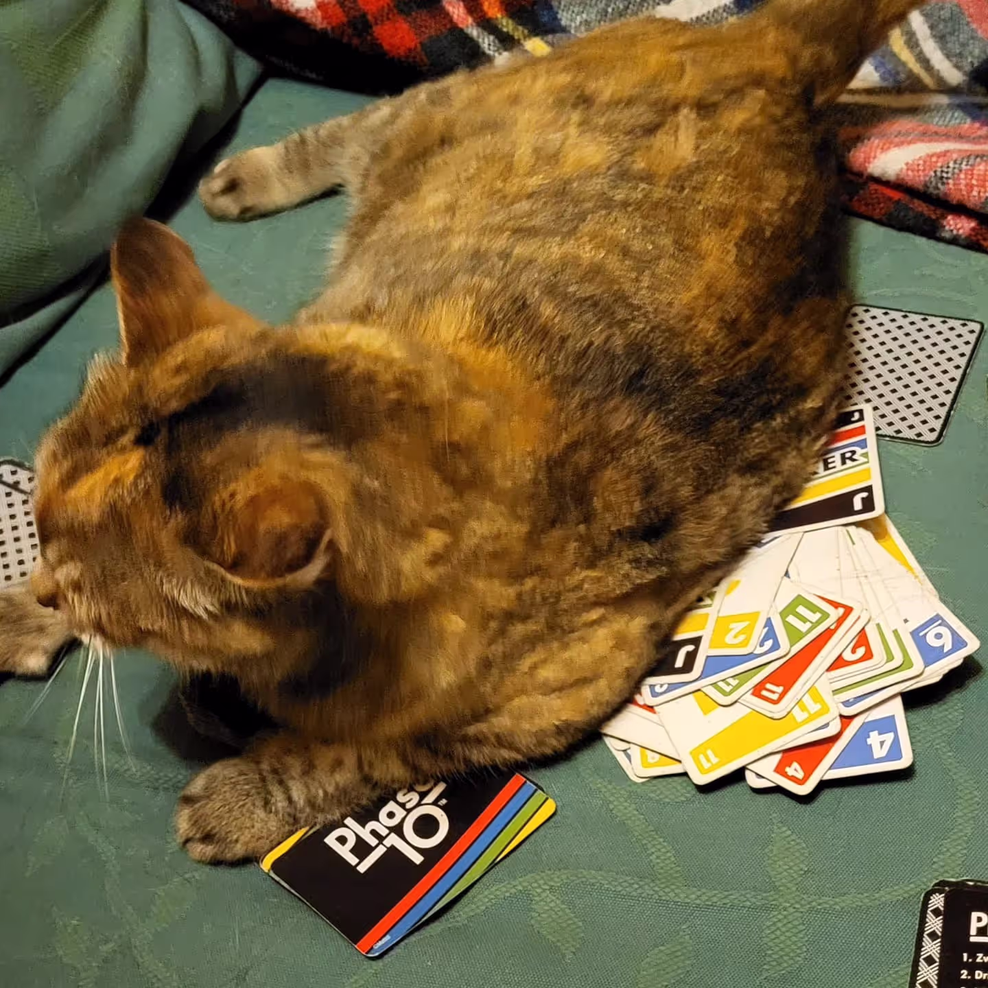 Cat sitting on a pack of cards at our house sit in Lullin France