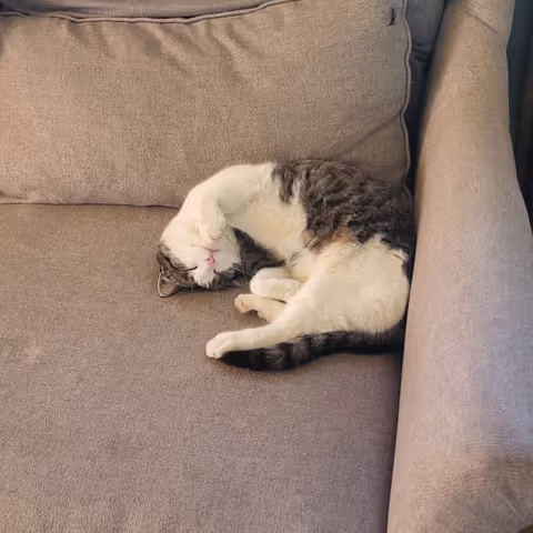 Cat sleeping on a couch during our french housesit
