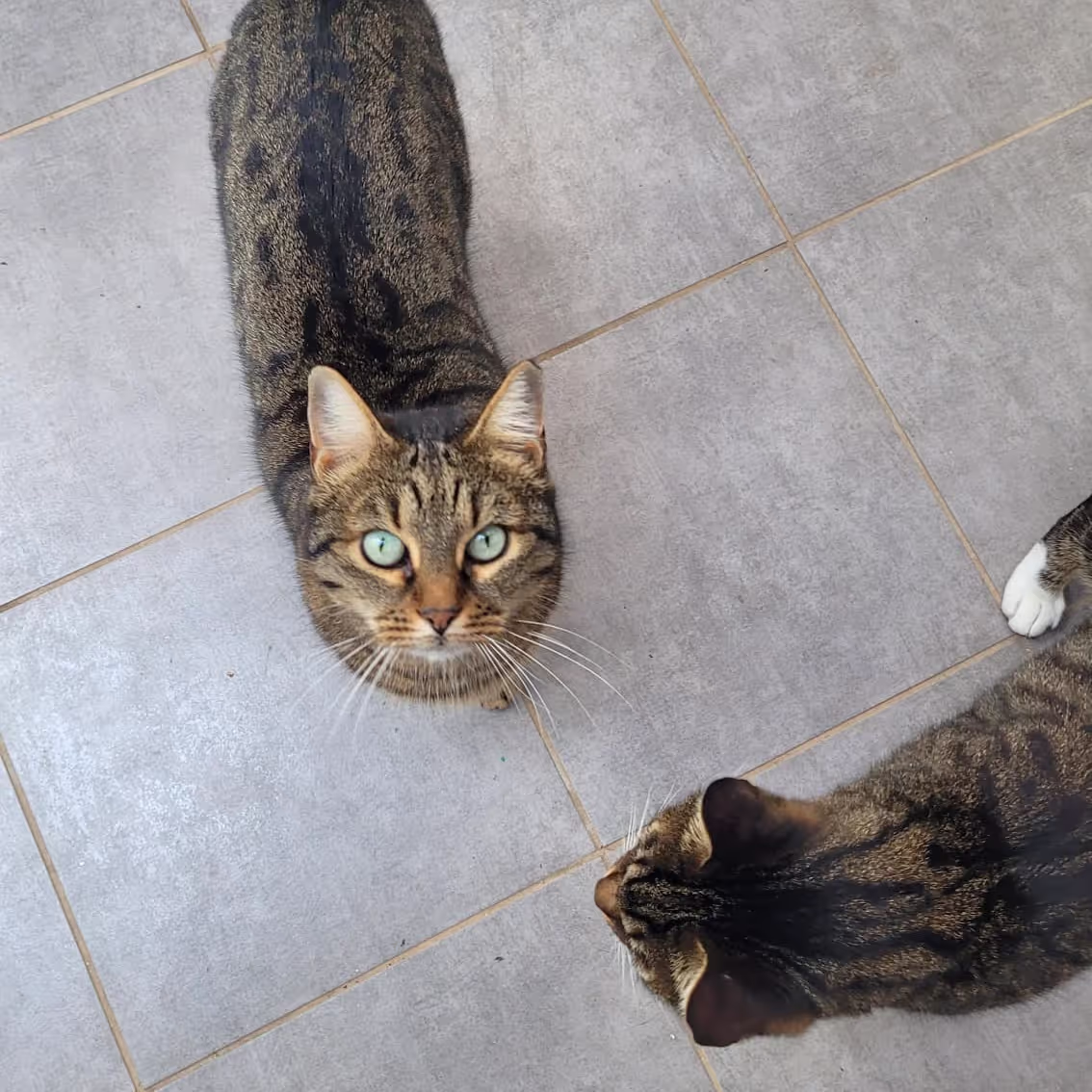 a cat from out house sit in Athens