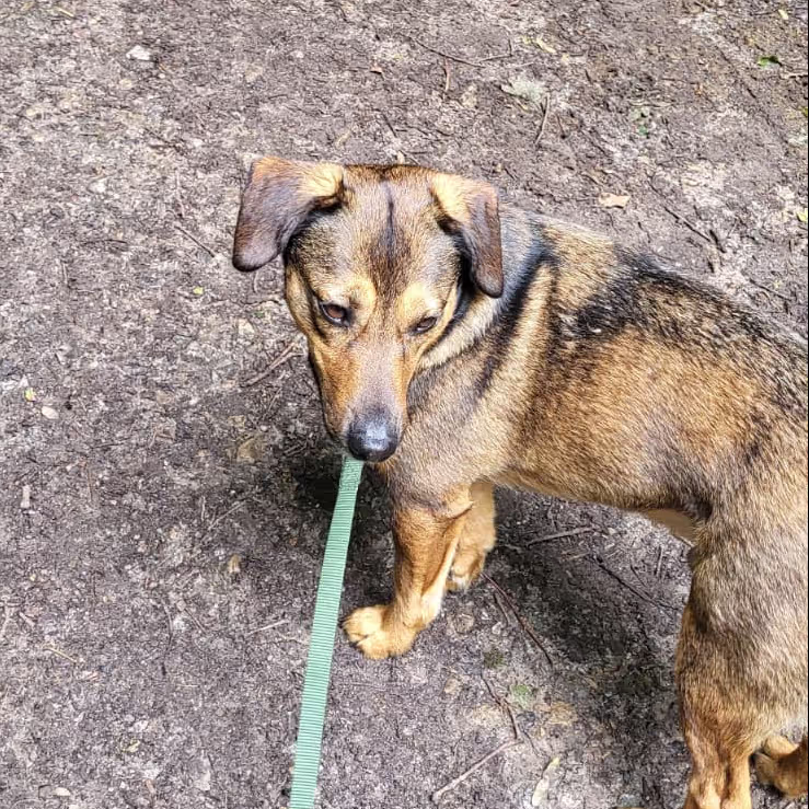 Taking a dog for a walk