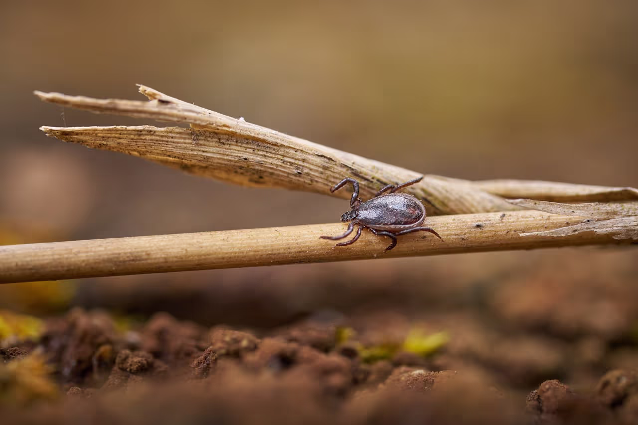 Paralysis ticks in Australia