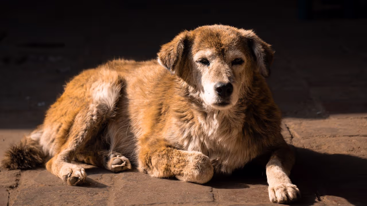 Looking after an elderly dog