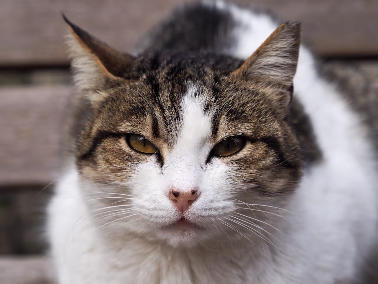 Looking after an elderly cat