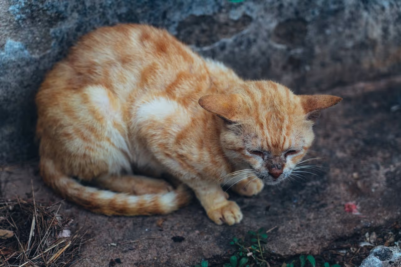 A sick orange cat 