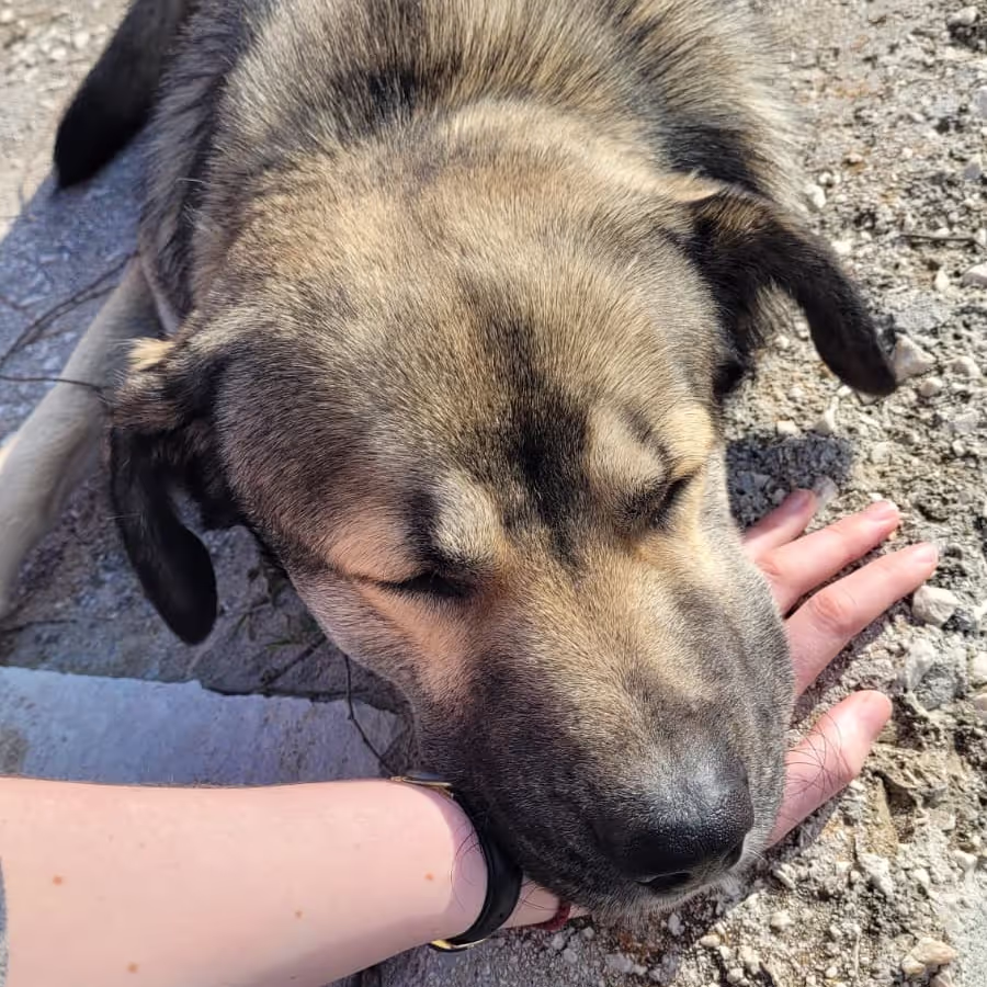 Dog on the beach in Greece