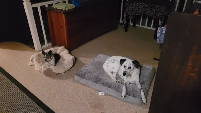 2 dogs Caro and I looked after in Lismore Australia