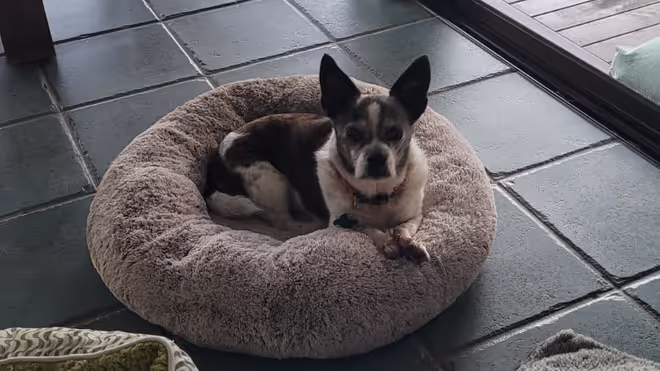 Elderly Chihuahua, that we looked after during our house sit in Lismore