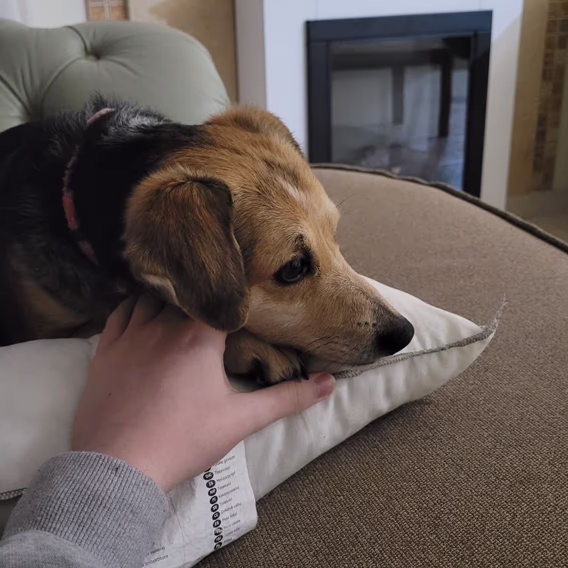 Dog laying on Caro's hand from the house sit in Kefalonia