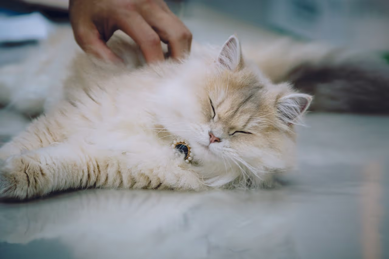 Pet cat being petted by a house sitter during a split sit