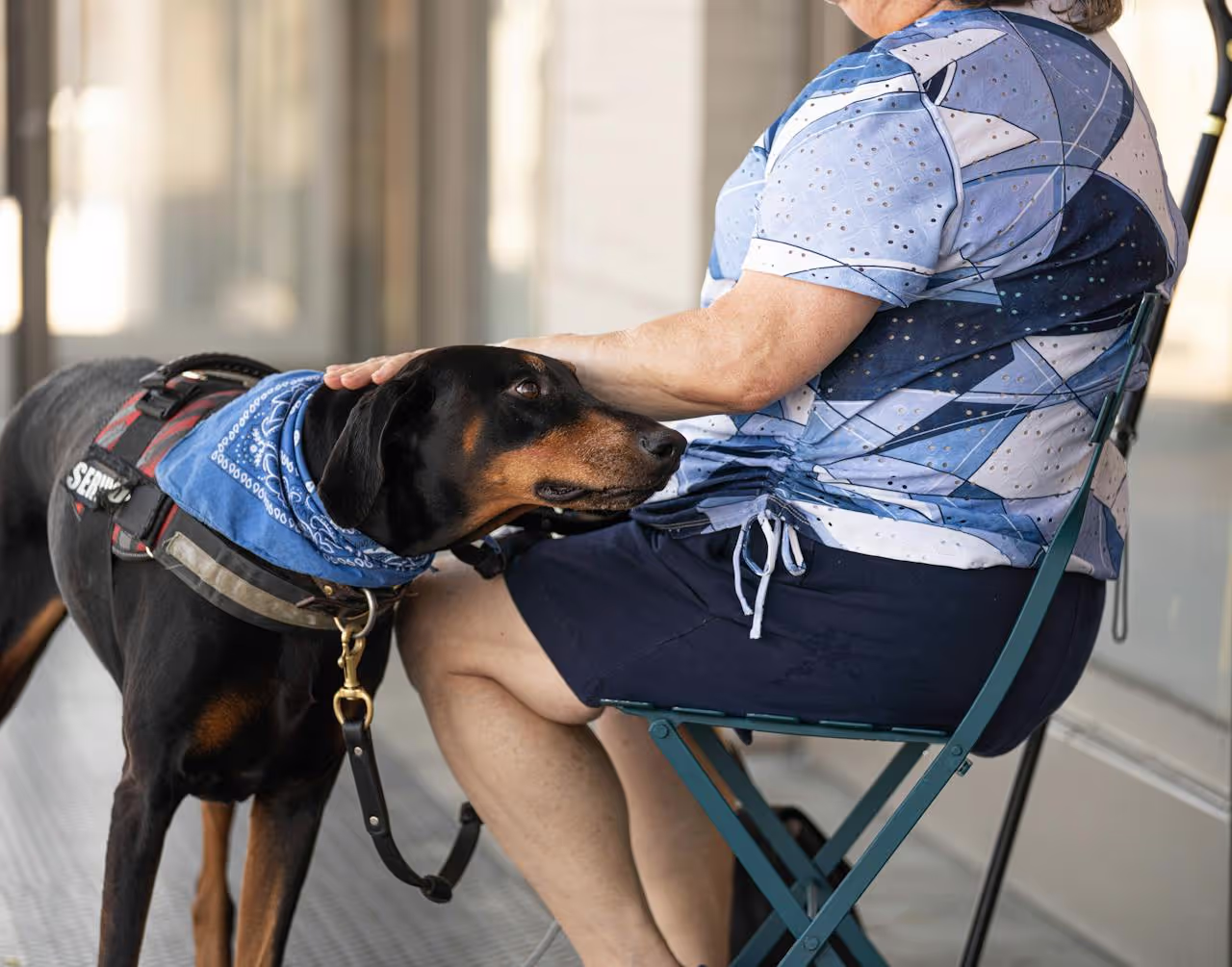Dog being petted by a house sitter during a split sit