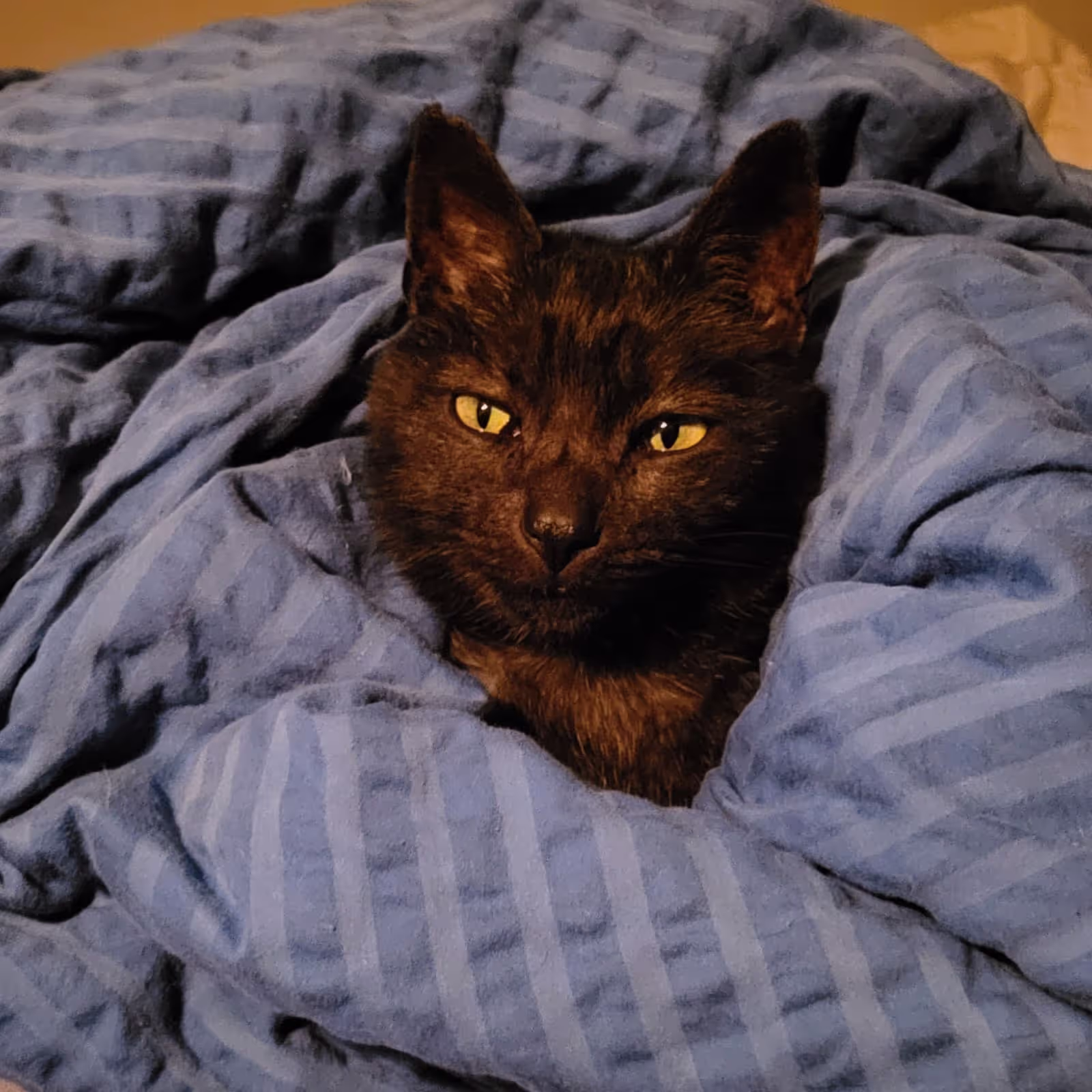 Cat in a blanket at our friends place in Switzerland