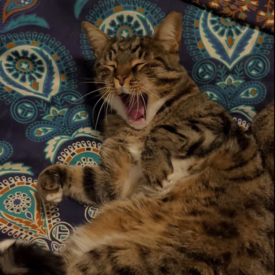 Cat yawning during our house sit in France
