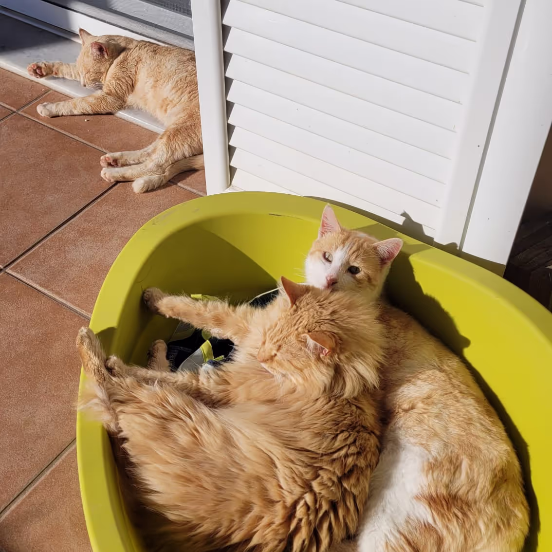 House sit in Kefalonia
