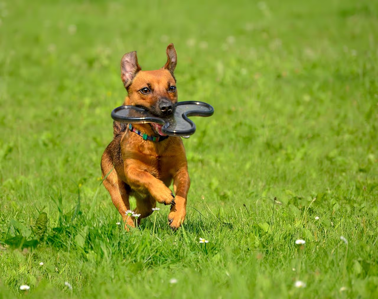 Dog running Dog running