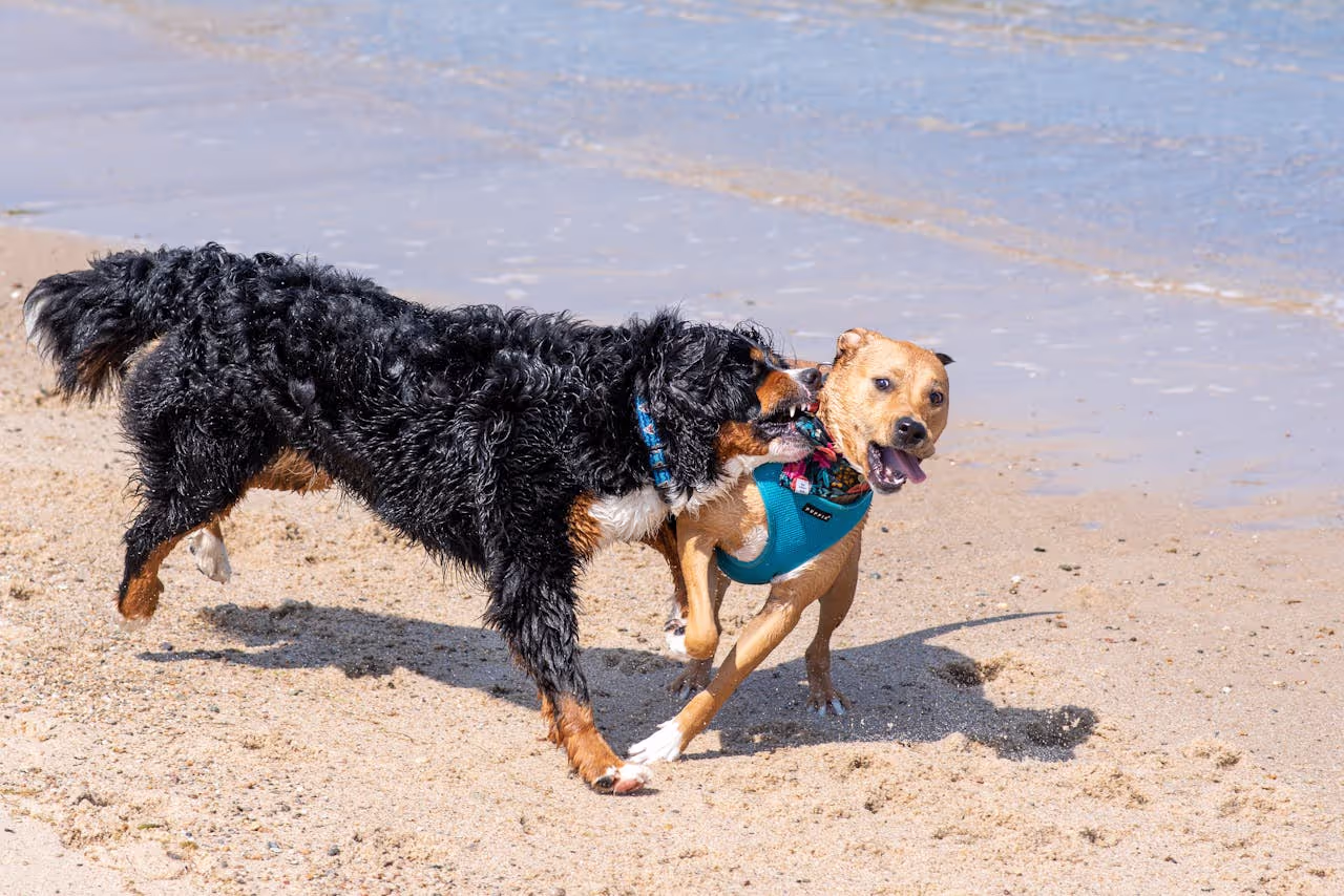 What to Do If a Pet Injures Another Animal or Person During Your Sit