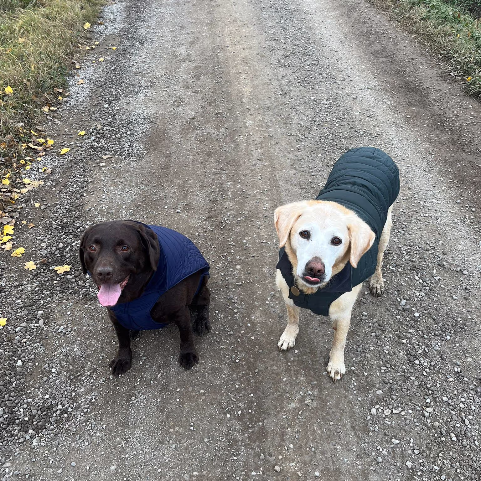2 Labradors on a walk in Cortona