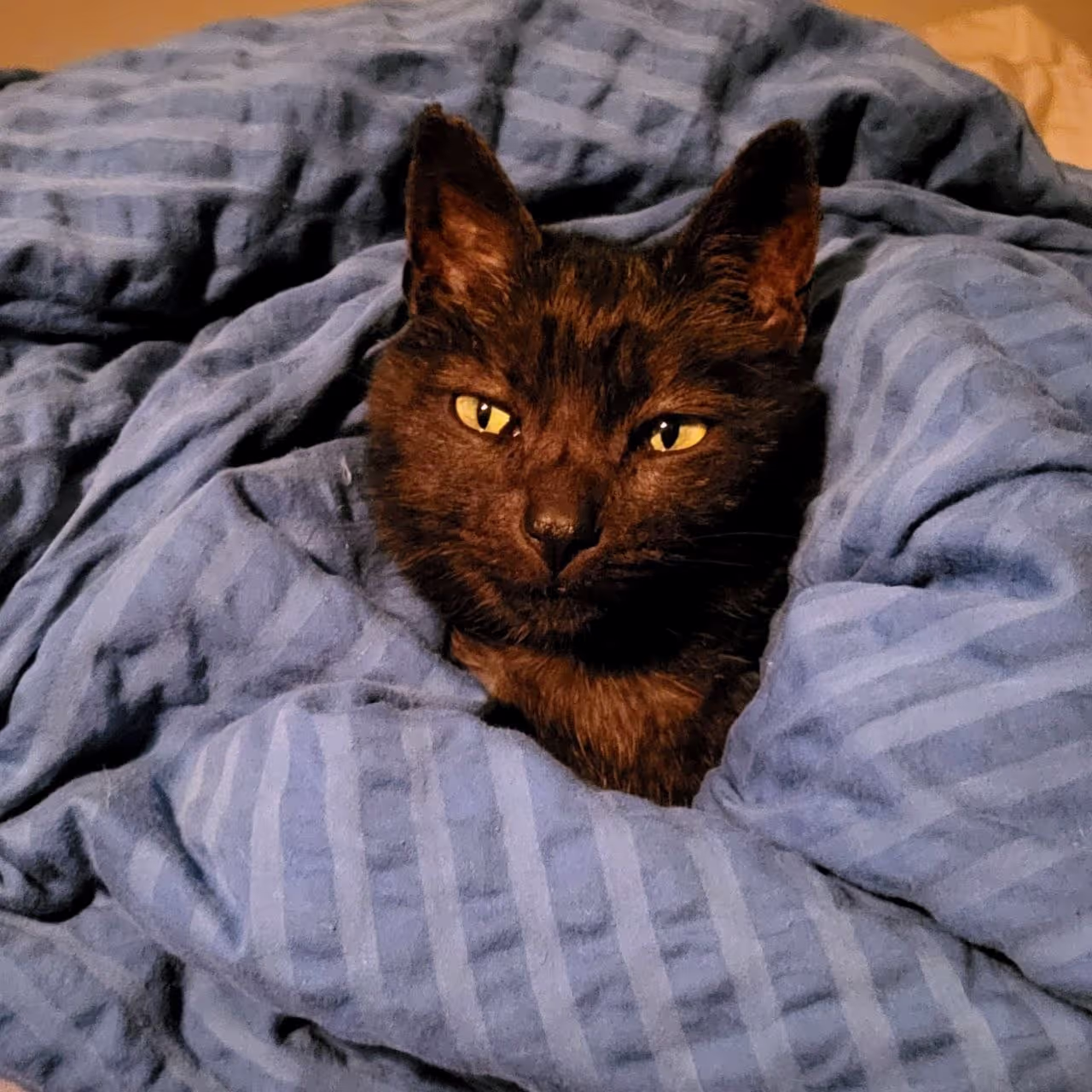 Cat laying in a blanket at a friends house in Switzerland