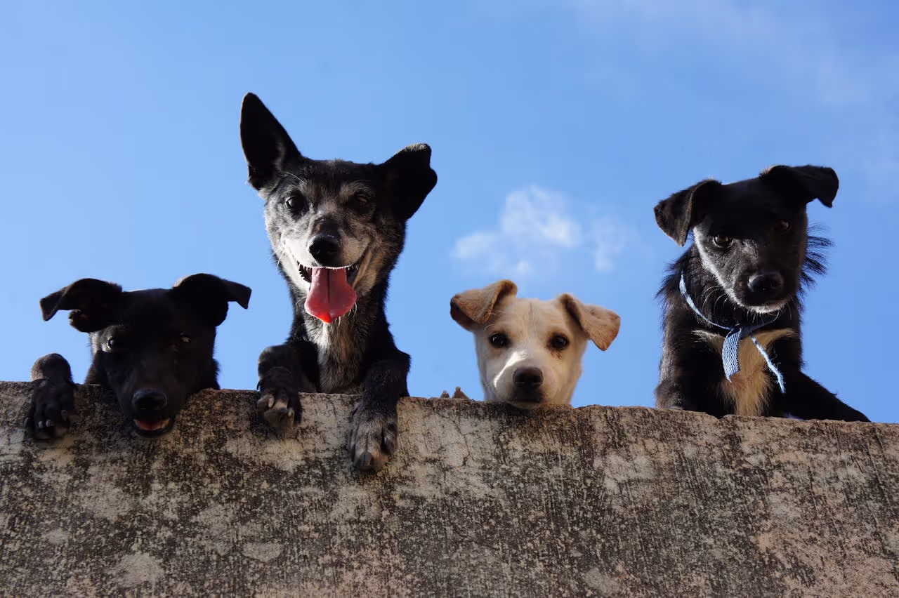 Dogs on a wall