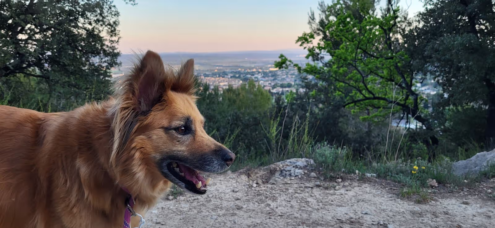 House sitting a dog in the south of France House sitting a dog in the south of France