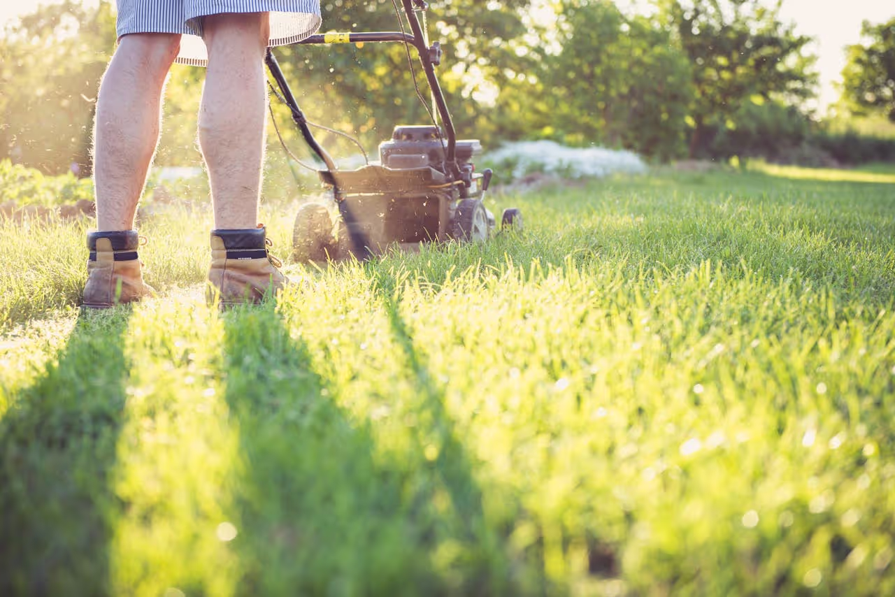 mowing the lawn on a house sit mowing the lawn on a house sit