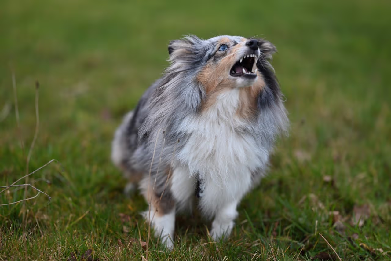 Dog barking