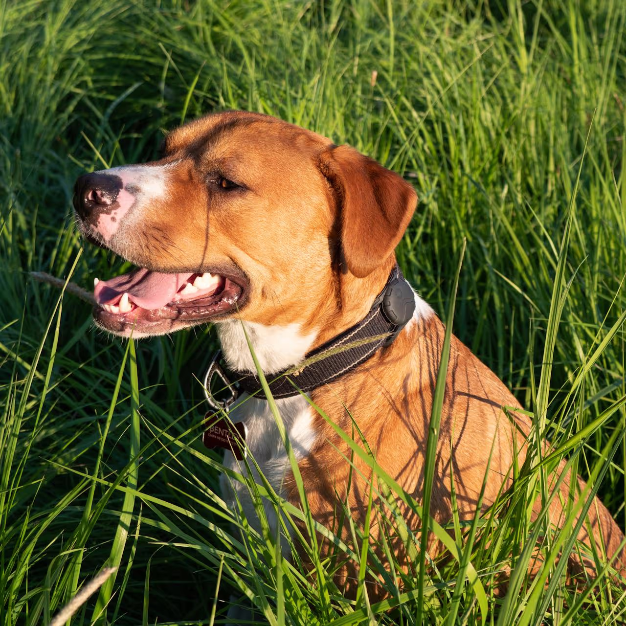 Dog with a GPS tracker