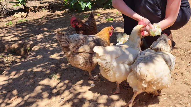 Feeding time for the chickens Feeding time for the chickens
