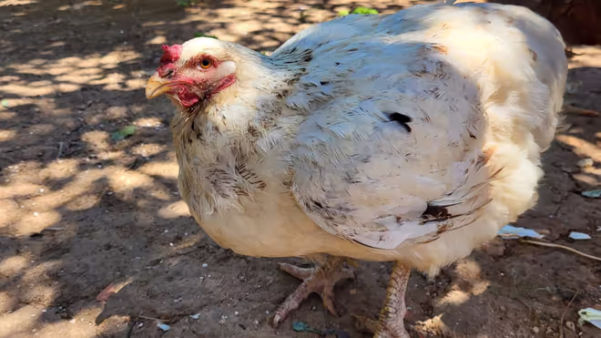 Kiwi the chicken from our house sit in Portugal Kiwi the chicken from our house sit in Portugal